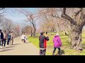 🔴 toronto live cherry blossoms just started in high park april 16 2024