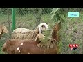 কৃত্রিম মরুভূমিতে বেড়ে উঠছে দুম্বা dumba farm chuadanga news eid ul adha somoy tv