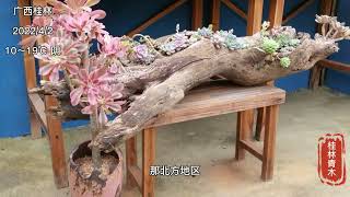 多肉植物法师可以夏季放空调房里面浇水吗？