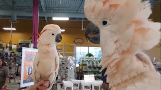 Cockatoos meet each other in pet store, hilarity ensues
