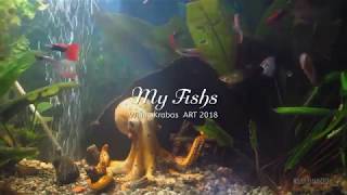 HD #RELAX +Colour #Therapy #Fish Aquarium +10 min+