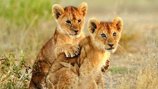 Wonderful Africa - Trees of Gold - John Adorney