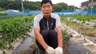 고추 석회결핍 증상 왜 생길까요? 최대한 안생기게 하는 방법