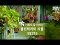 [4K] 플랜테리어 하기 좋은 식물 Best 5 / 쉽게 오래 키울 수 있는 플랜테리어 식물들