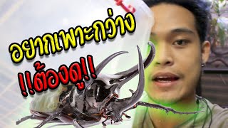 วิธีจัดตู้เพาะด้วงกว่าง  - เลี้ยงด้วง 101 EP.5