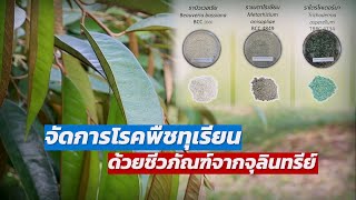 จัดการโรคพืชทุเรียน ด้วย \