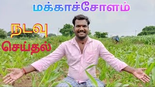 மக்காச்சோளம் நடவு செய்தல் | Planting Maize | பகுதி - 2 | பறவை அன்னம்