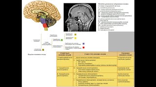 212. Загальний огляд головного мозку - аномалії розвитку головного мозку - AnatomUa - AUDIO