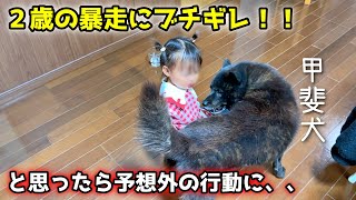 甲斐犬一休の教育的指導が優しすぎて笑いました