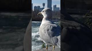 Seagull Niagara Falls State Park NY #reels  #seagull #niagarafalls