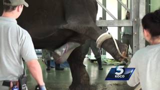 GRAPHIC: Baby elephant birth