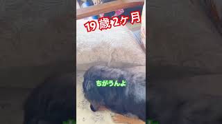 20歳2ヶ月で旅立ったもも　#shorts #ミニチュアダックス　#シニア犬