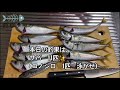 【豊川浄化センター】サバ釣れてます