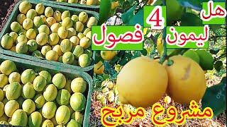 هل مشروع زراعة الليمون 4 فصول مربح ؟ وكم تنتج الشجرة الواحدة! 🌲cuanto produce un limon