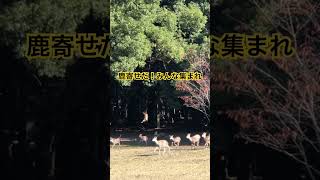 鹿寄せ始まった、みんな集まれ‼️奈良公園飛火野エリアで鹿寄せ。