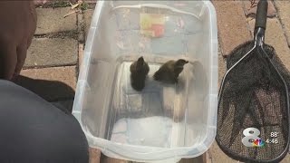 Orlando firefighters rescue ducklings on Mother's Day