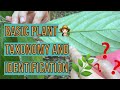 EP 2: Plant Taxonomy and Identification