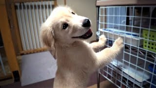 やっぱりイタズラが大好きな子犬（生後二ヶ月ゴールデンレトリバー）【Golden retriever puppy】