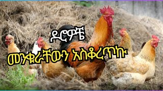 የዶሮዎቼን አፍ አስቆረጥኩ