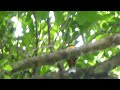 tikal birding violaceous trogon