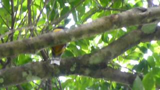 Tikal Birding - Violaceous Trogon