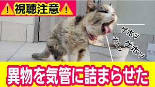 【視聴厳重注意】お食事中にキャットフードを喉に詰まらせて咳き込む野良猫さんです【野良猫 観察新聞】慌てて食べるから気管に詰まらせ・・・さぁ大変！