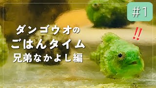 ダンゴウオ飼育のごはんタイム！It's meal time for the dangouo（lumpfish） breeding!