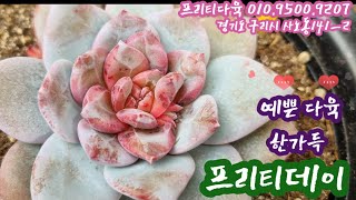 오늘 프리티데이! 예쁜 신상다육이 한가득 소개해요! 프리티다육 010.9500.9207 *유료광고포함*