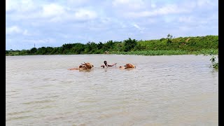 Bulls swimming in village pond |bulls videos| |ss saikumar|