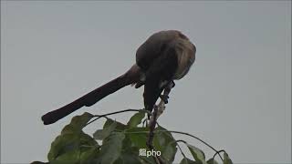 樹鵲鳴叫聲--多隻樹鵲相互呼喚-像（樹鵲大合唱）Taiwan Tree Pies  Bird - singing