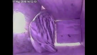 Sparrow squeezes into Bluetit Nest Box