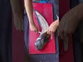 How to fillet a wolffish #spearfishing #wolffish #fishing