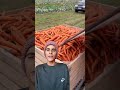 حصاد الجزر 🥕🥕