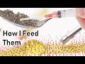 How I Feed My Carnivorous Plant Collection