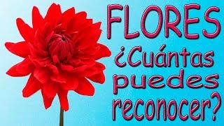 ¿CUÁNTAS FLORES PUEDES RECONOCER? Trivia/Test