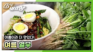 더 맛있다! 여름 울산 열무 - 울산광역시 [6시 내고향] 20200611