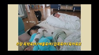 주말 독박육아|육아육묘|집콕육아|평범한 일상|아기와고양이