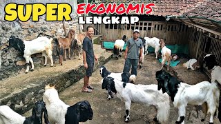 PUSATNYA KAMBING DIJUAL EKONOMIS KUALITAS BAGUS ‼️