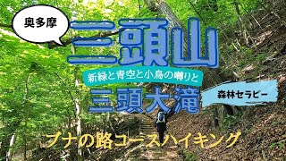 【Vlog.コース案内】奥多摩 三頭山&三頭大滝　ブナの路コースを歩きました。