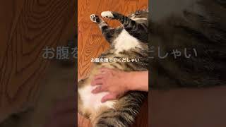 巨大児ノンタン12kg超え猫の「お腹撫で放題」　#デブ猫 #ぽっちゃり猫  #fatcat