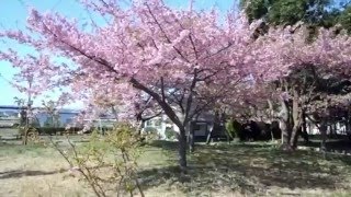 【河津桜】満開  一宮の万葉公園 2016-03-11 VTR