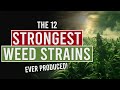 The 12 Strongest Weed Strains Ever Produced!