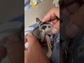 【フクロモモンガ】ミルクを飲む音がほんとに可愛い😍❤️ short sugarglider ふくろももんが フクロモモンガ