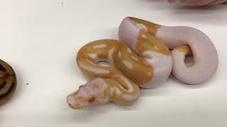 2018 Ball Pythons #19  Amazing Super Orange Dreams and little Yellow Worms!