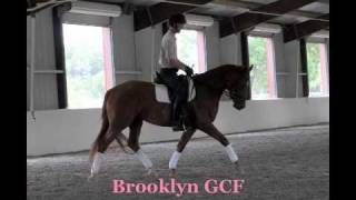 SOLD!! Brooklyn GCF- '08 Hanoverian Mare SUPER rideability, very willing, and talented!