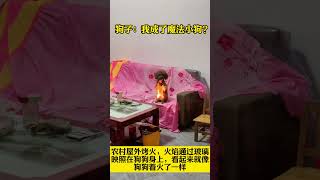 农村屋外烤火，火焰通过玻璃映照在狗狗身上，看起来就像狗狗着火了一样#寵物 #dog #pets #animals