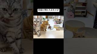 喧嘩の芽を即座に摘むちゃびくん #猫 #マンチカン #shorts