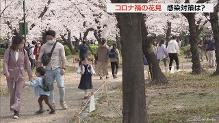 コロナ感染対策のルール守って花見楽しむ　名古屋・鶴舞公園の桜ほぼ満開