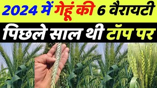 गेहूं की सबसे बेस्ट 6 वैरायटी  | gehu ki top variety 2024 | gehun ki sabse top variety