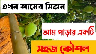 এখন 🥭🥭 আমের সিজন তাই গাছ থেকে আম পাড়ার একটি সহজ কৌশল দেখে নিন || How to pick mangoes from the tree?